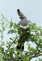 White-bellied Go-away-bird